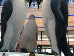 -广东省拱北口岸中国旅行社(华宾营业部)