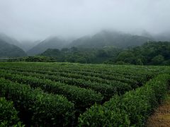 -龙坞茶村