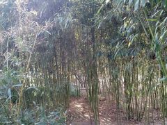 android_upload_pic-紫竹院公园冰场
