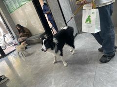 -半岛宠物医院24小时(白果林店)