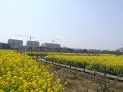 -田园东方蜜桃村的田野营地