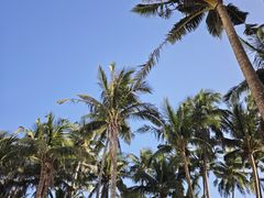 -东郊椰林
