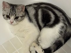 -lincat·猫舍(广州店)