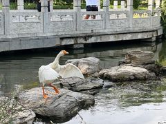 -莲花池公园