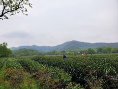 -龙井村