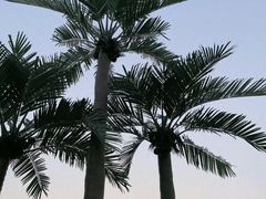 景点-朝阳公园