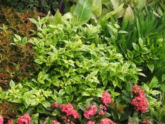 -必胜客(WOW西丽店)