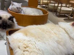 -藏猫猫咖啡主题馆(中央大道店)