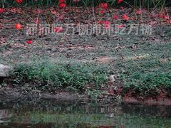 -杭州植物园