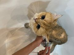 -momokira米努特·德文卷毛猫·棉花面纱犬