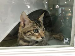 -糯米喵星人·撸猫猫舍咖啡馆(西市场嘉华店)