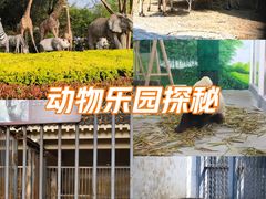 -深圳野生动物园