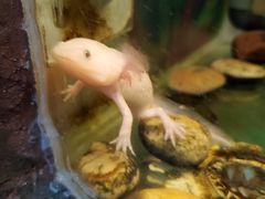 -上海大自然野生昆虫馆(东方明珠·爬宠昆虫探索中心)