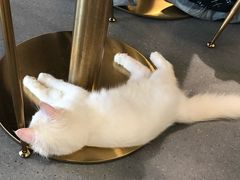 -飞行喵MR PILOT|猫舍·猫咖(静安大融城店)