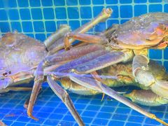 -震海贝烤贝·民俗特色店(延吉总店)