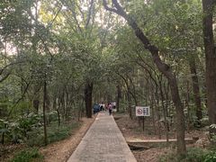 -紫金山山顶公园