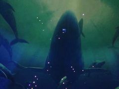 -烟台海昌鲸鲨海洋公园