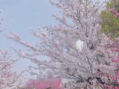 -南汇桃花村