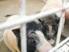 -J Create城市露营咖啡·简餐·宠物(上海动物园店)