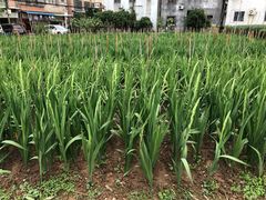 -欢姐伦教糕(北海大道北店)