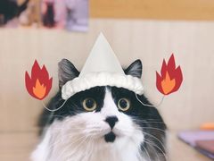 -喵五郎の猫咪酒店·专业洗护·寄养