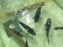 -煲来饱去冷水鱼
