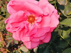 -亚龙湾国际玫瑰谷