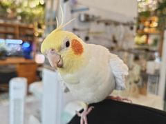 -吉丁鸟咖·异宠·寄养