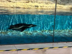 -帝企鹅自助餐厅•儿童岛•真企鹅(长隆企鹅酒店)