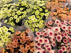 -循礼门鲜花花市(武汉循礼门店)