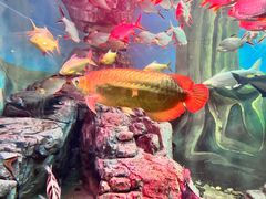 -上海海洋水族馆