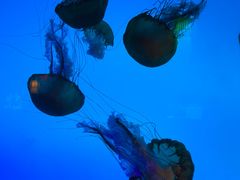 -太平洋海底世界