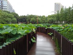 -陈家山荷花公园