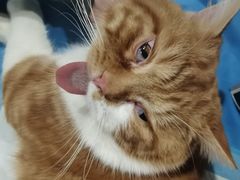 -伟伟宠物医院·CT影像中心·瑞派犬猫综合性门诊(汉口总院)