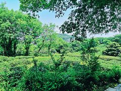 -巢湖姥山岛
