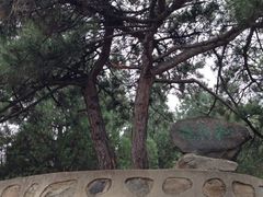 情侣松-北京鹫峰国家森林公园
