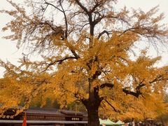 -千年银杏谷文化旅游区