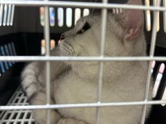 -爱佳宠物中心医院24H·CT·骨外科·猫专科(瑶海万达店)