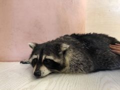 -浣熊柯尔鸭土拨鼠·电玩咖
