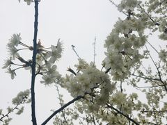 -西安青龙寺遗址景区