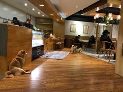 -柴务处·柴犬主题狗咖