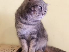 -猫色咖啡·猫咖