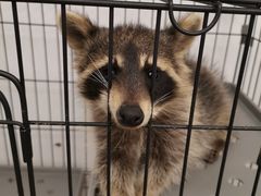 -浣熊柯尔鸭土拨鼠·电玩咖