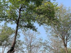 -天津东丽湖风景区