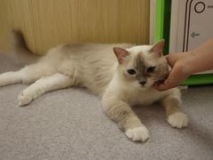 -猫和宫(六道口店)