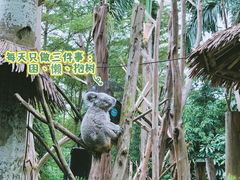 -广州长隆野生动物世界
