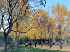 -泰丰公园