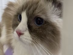 -爱洗澡的猫(望京店)