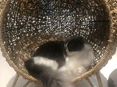 -飞行喵MR PILOT|猫舍·猫咖(静安大融城店)