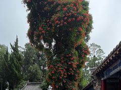 -青岛崂山太清宫